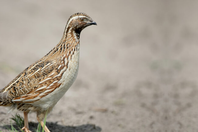 5000 Hunters Shaping the Future of Common Quail in Spain