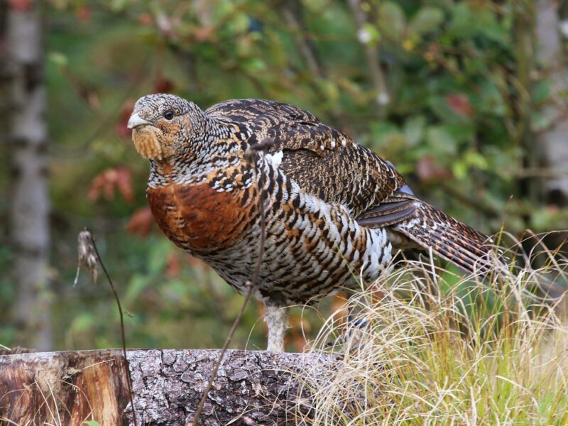 Capercaillie_Breeding_hunters_2